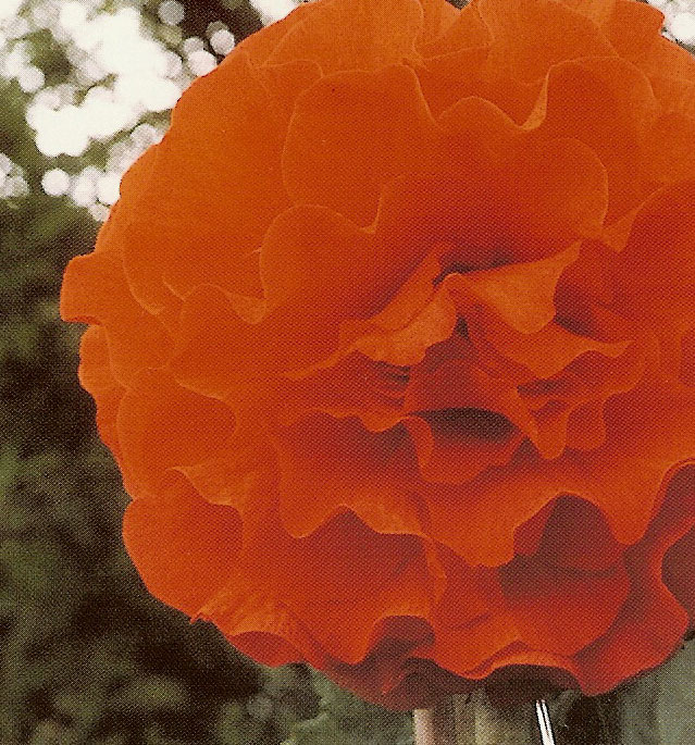 B. ‘Krakatoa’
